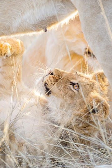 淘宝免单 余额宝