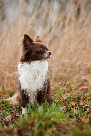 商户往猪肉丸里加硼砂售4000斤获刑