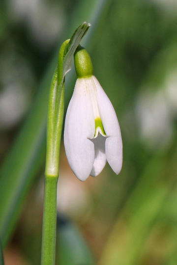 第五人格逃脱大师技能解析