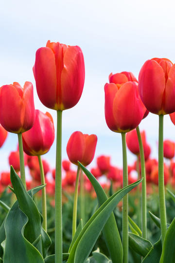 雁默：特朗普想让中国成为世界孤岛，该瞄准服贸与美债了