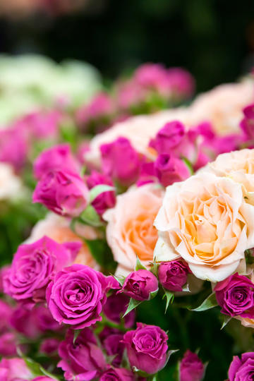 荀彧真的是忠于大汉吗，为什么晚年要跟曹操反目？